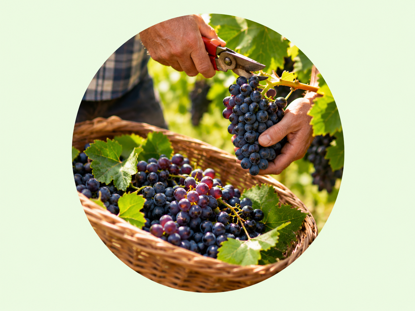 Récoltes et vendanges