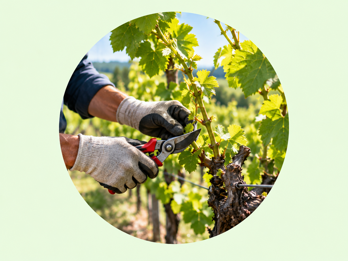 Taille de vignes et vergers